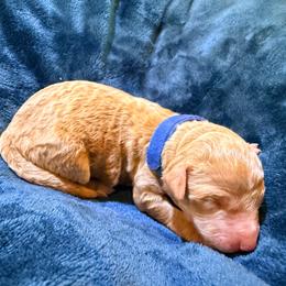 Dasher - Apricot male Goldendoodle puppy in Lufkin, Texas from Maggnificent Doodles