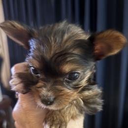 Yorkshire Terrier puppies from Rosenthal Yorkies