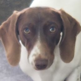 Heidi - Dachshund