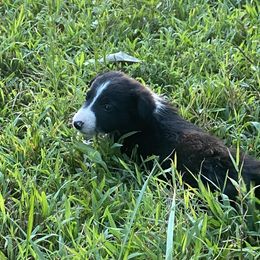 Border Collie Puppies from TiptoeingBorderCollies