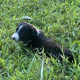 Border Collie Puppies from TiptoeingBorderCollies