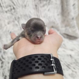 Blue tri girl. - Blue and tan female Chihuahua puppy in Richmond, Virginia from Breens