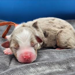 Orange Collar RMF - Red merle female Miniature American Shepherd puppy in Lexington, Kentucky from Deuce's Den