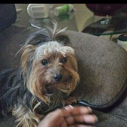 Major - Yorkshire Terrier