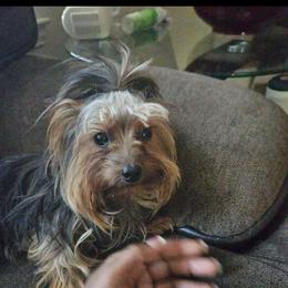 Major - Yorkshire Terrier
