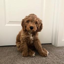 Double Doodle and Goldendoodle Puppies from GoldendoodlePaw