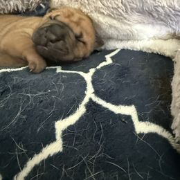 Girl 1 - Fawn sable female Chinese Shar-Pei puppy in Fairfield, Texas from Majesty SharPei