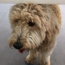 Kobe - Goldendoodle