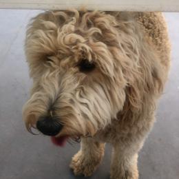 Kobe - Goldendoodle