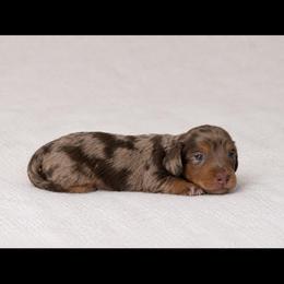 Chocolate Dapple Male (1) - Dapple male Dachshund puppy in Bakersfield, California from Pretty Dachshunds 661
