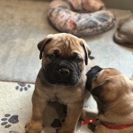 Green polka dots - Red male Bullmastiff puppy in Cedar Creek, Texas from Burns Family Ranch " BFR Bullies"