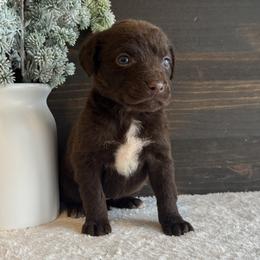 Alexa - Brown female Chesapeake Bay Retriever puppy in Ulen, Minnesota from North Wind Gundogs