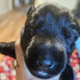 Blue collar - Black male Scottish Terrier puppy in Seligman, Arizona from Magnum Scottish Terriers