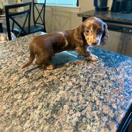 Ready Now - Blue Eyes Chocolate Nonpointed Mosaic Dapple Male - Dapple male Dachshund puppy in Horizon City, Texas from Micah's Minis