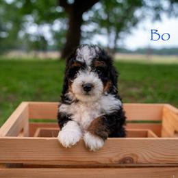 Bo - Tri-color male Bernedoodle puppy in Stuart, Oklahoma from G Ridge Kennels