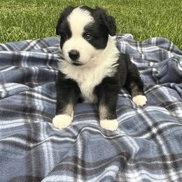Lucky - Black & white male Miniature American Shepherd puppy in Reelsville, Indiana from Bond’s MAS