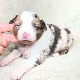 Belle - Red merle female Miniature Australian Shepherd puppy in Alabama from SBA Aussies