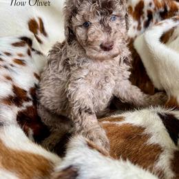 Lucky - Merle male Goldendoodle puppy in Taylorsville, Georgia from Sweet Southern Doodles