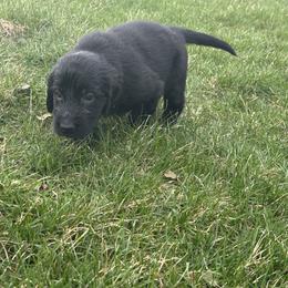 Puppy 1 - Black male Flat-Coated Retriever puppy in Medina, Ohio from Dahlia Lane Border Collies and Exotic Flat Coated Retrievers