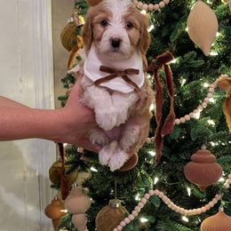 Nutella - Bernedoodle puppy from Asbury & Co Farms