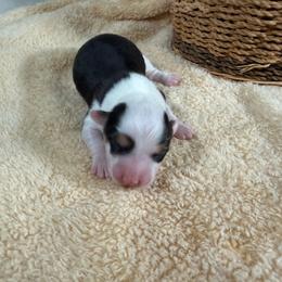 Ike-fluffy - Black and tan male Pembroke Welsh Corgi puppy in Stillwater, Oklahoma from Steele Family Farms