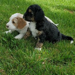 Goldendoodle Puppies from Doodles of Colorado