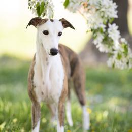 Angel - Whippet