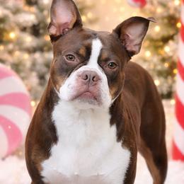 Cali - Boston Terrier