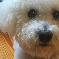 Bologneses from Space City Bolognese