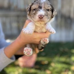 Aussiedoodle Puppies from Jojo the Denver Aussie