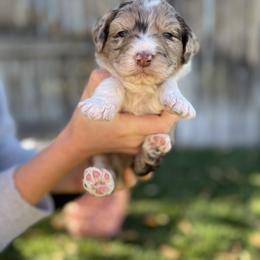 Aussiedoodle Puppies from Jojo the Denver Aussie