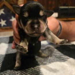 Arlington - Black and silver male Miniature Schnauzer puppy in Dozier, Alabama from The Bearded Lady Miniature Schnauzers