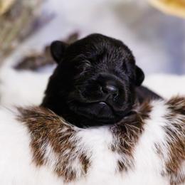 German Shepherd Puppies from Zwinger Vom Rabenauge