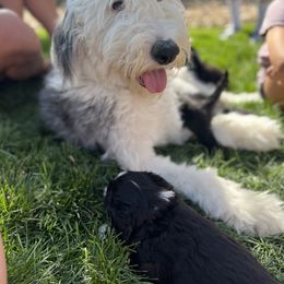 Bernedoodle, Goldendoodle, and Sheepadoodle Puppies from Peak Pups