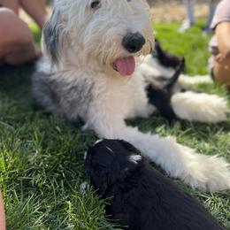Bernedoodle, Goldendoodle, and Sheepadoodle Puppies from Peak Pups