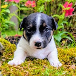 Moose - Tri-color male Russell Terrier puppy in Sandown, New Hampshire from Patch Wood Irish Jacks