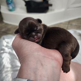 Chocolate with tan points - Chocolate and tan male Shih Tzu puppy in Sapulpa, Oklahoma from Faith Hope and Love Shih Tzu's