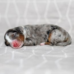 Reef - Merle male Bernedoodle puppy in Gilbert, Arizona from Safe Havynn Doodles