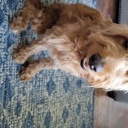 Piper - Goldendoodle