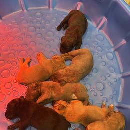 Cane Corso Puppies from Mass Cane Corso