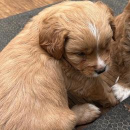 Barry - Apricot male Cavapoo puppy in Tahlequah, Oklahoma from Love Some Dogs Dachshunds & Cavalier King Charles Spaniels,Cavapoos