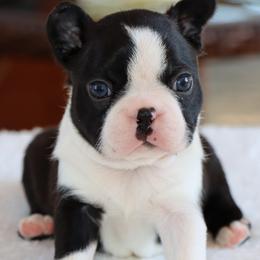 Elliot - Black and white male Boston Terrier puppy in Winnsboro, Texas from JP Ranch Bulldogs