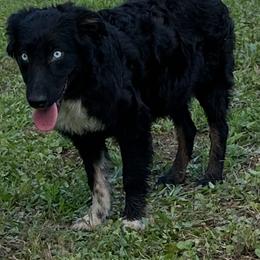 Black Beti - Black tri-color female Australian Shepherd puppy in Albertville, Alabama from Salt Creek Aussies