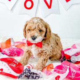 Neveen - Cockapoo puppy from Danie’s Darling Doodles LLC