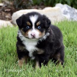 Penelope - Black tri female Miniature Australian Shepherd puppy in Evant, Texas from Lazy VT Bar Ranch