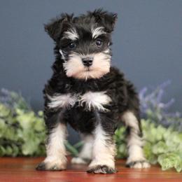 Clover - Black and silver female Miniature Schnauzer puppy in Hedgesville, West Virginia from Clay Hill Kennels