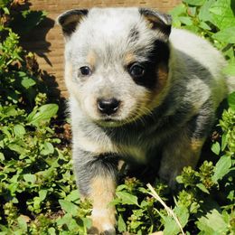 Sophia - Blue speckled female Australian Cattle Dog puppy in Redding, California from Lone Pine Kennel and Rush Creek Aussies