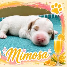 Mimosa - Parti female Goldendoodle puppy in Hendersonville, North Carolina from Kim's Cove