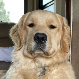 Goldendoodles and Golden Retrievers from Valley of the Sun Breeders