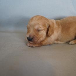 Michael - Red male Dachshund puppy in Quemado, New Mexico from TNT Dachshunds